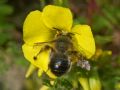 Anthophora dispar (cfr.)